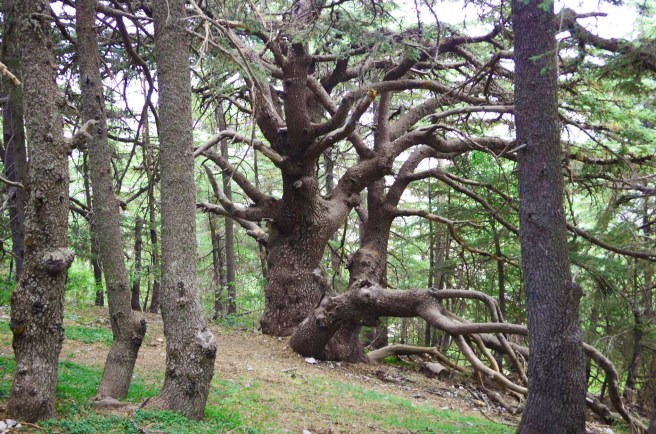 12375249_10153768771145586_3369098499075837589_o