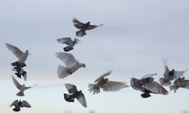 Turkey-Sanliurfa-Pigeons-flying