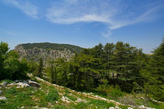 tannourine-cedars-reserve-1