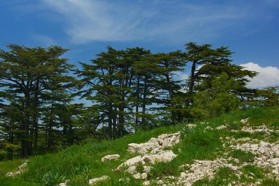 tannourine-cedars-reserve