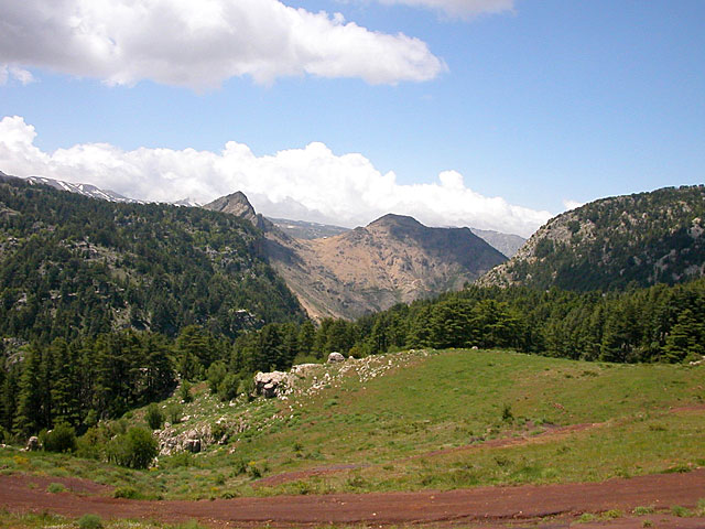 tannourine_lg-1