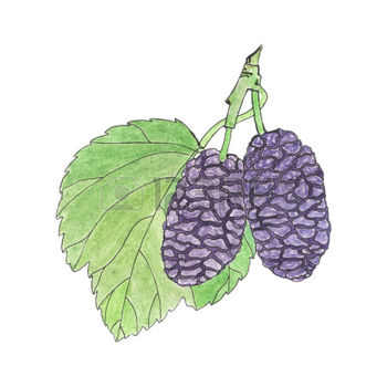 45485044-mulberry-hand-drawn-berries-real-watercolor-drawing-vector-illustration-traced-painting