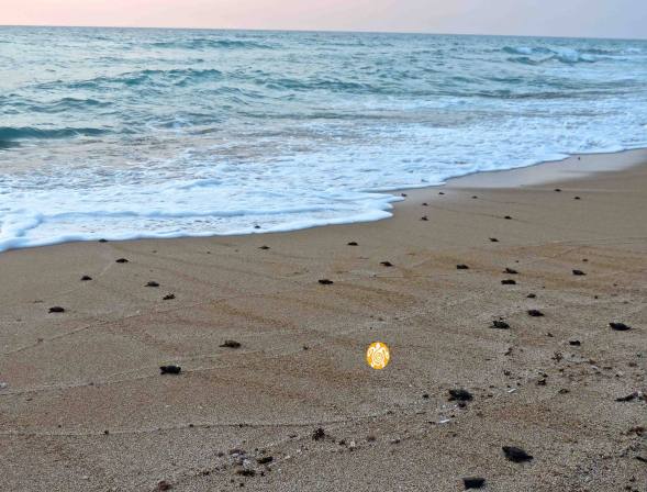 13909119_946265675499124_5201870999491989518_o