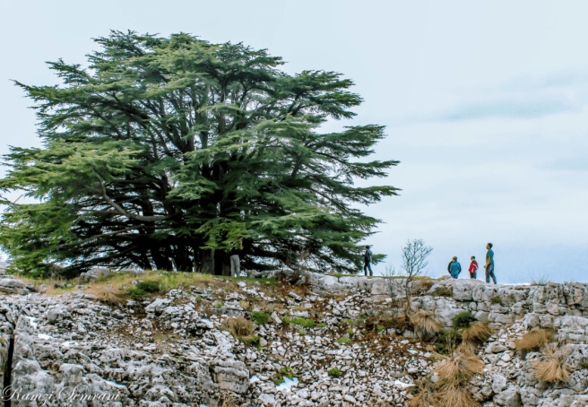 Screen Shot 2016-08-23 at 8.03.02 AM