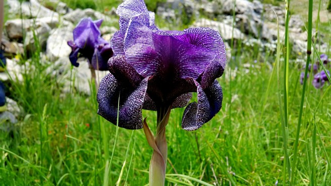 iris-sofrana-15-1