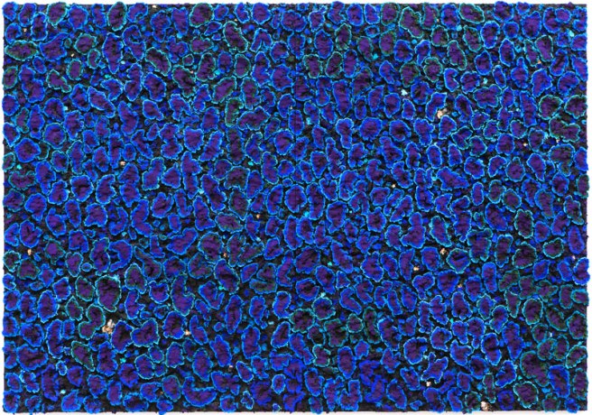 nabil-nahas-mashallah-2013-304-8-x-213