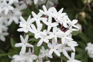 Lovely Star Jasmine flowers blooming in spring