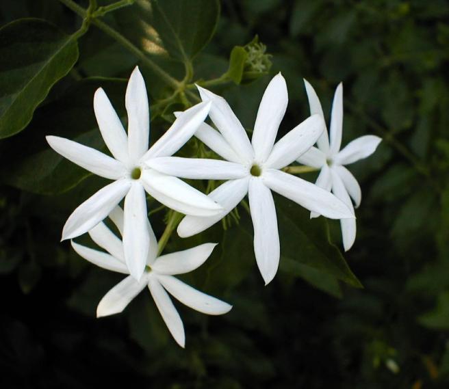 Jasmine-Flower-Pictures